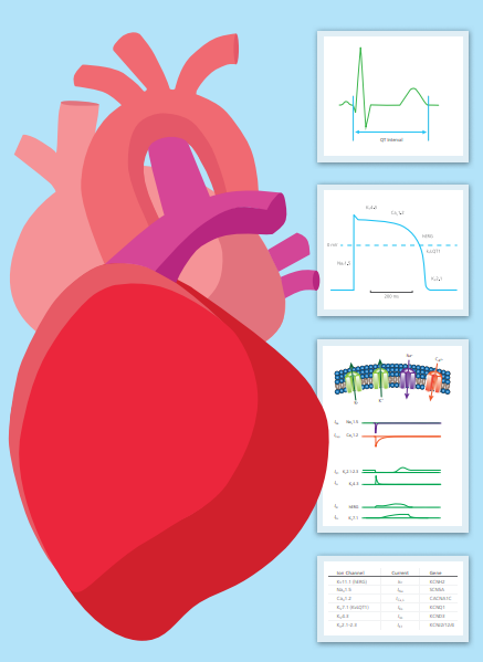 heart ion channels graphic